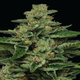 Fortune Cookie > Humboldt Seed Company